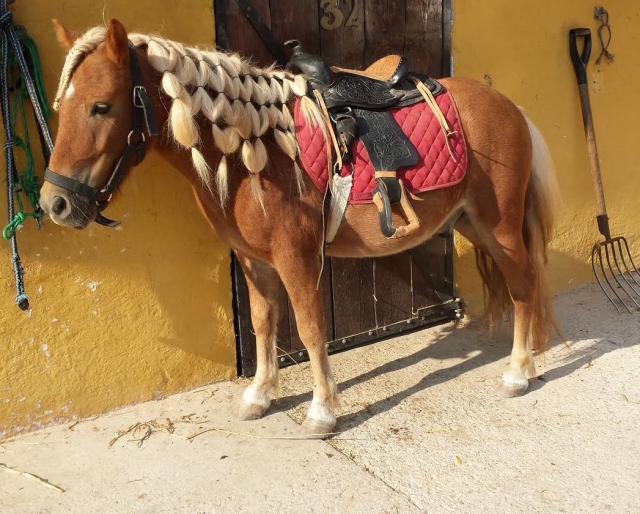  Freshly groomed equine 